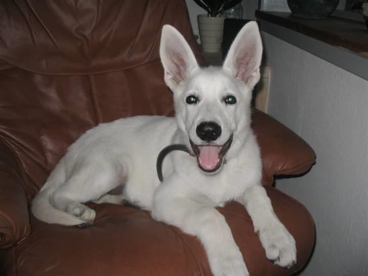 Hvid schæfer Buller - det var dengang jeg kunne ligge i stolen billede 6