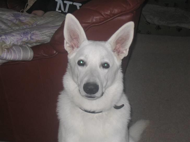 Hvid schæfer Buller - smukke mig billede 7