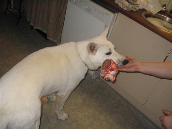 Hvid schæfer Buller - mums et stort kødben  billede 8