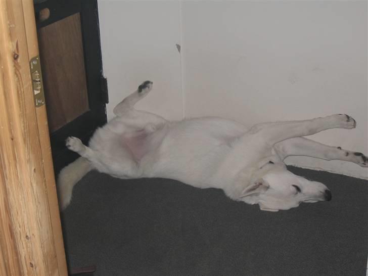 Hvid schæfer Buller - så er det sengetid billede 9