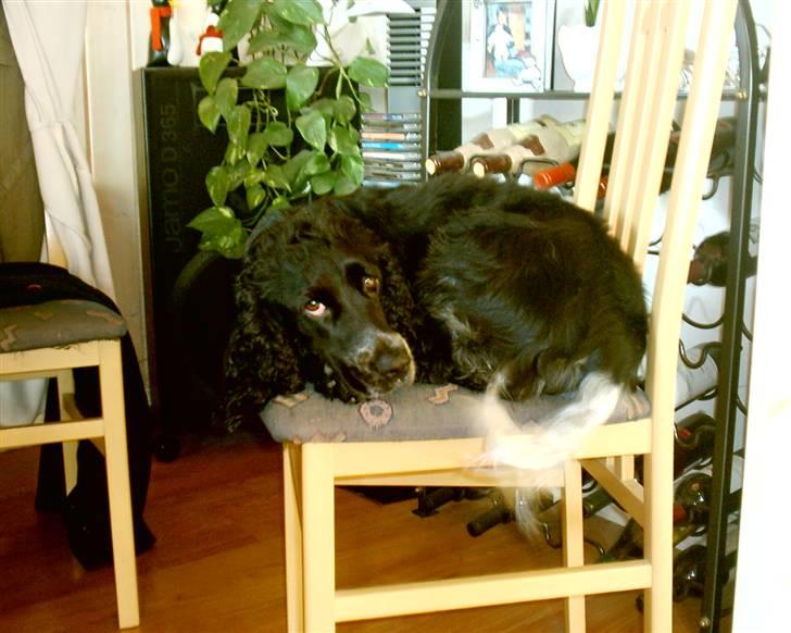 Cocker spaniel Bonnie (død 4 maj 2008)  - Det er ellers forbudt at ligge på stolene...hun ved det godt billede 4