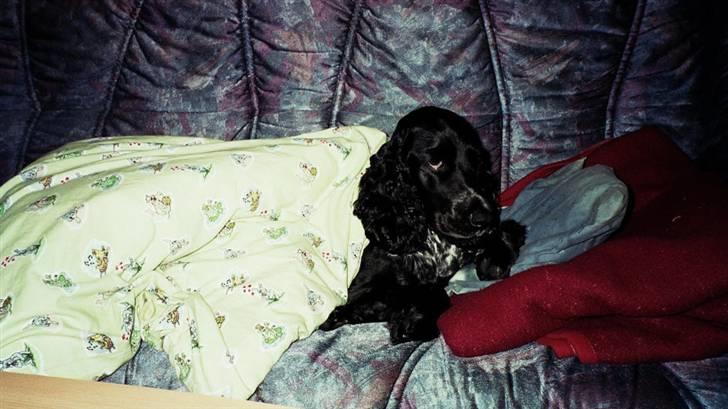 Cocker spaniel Bonnie (død 4 maj 2008)  - Bonnie vil gerne puttes.... billede 5