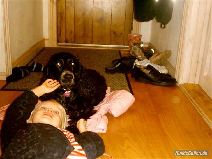 Cocker spaniel Bonnie (død 4 maj 2008)  billede 6