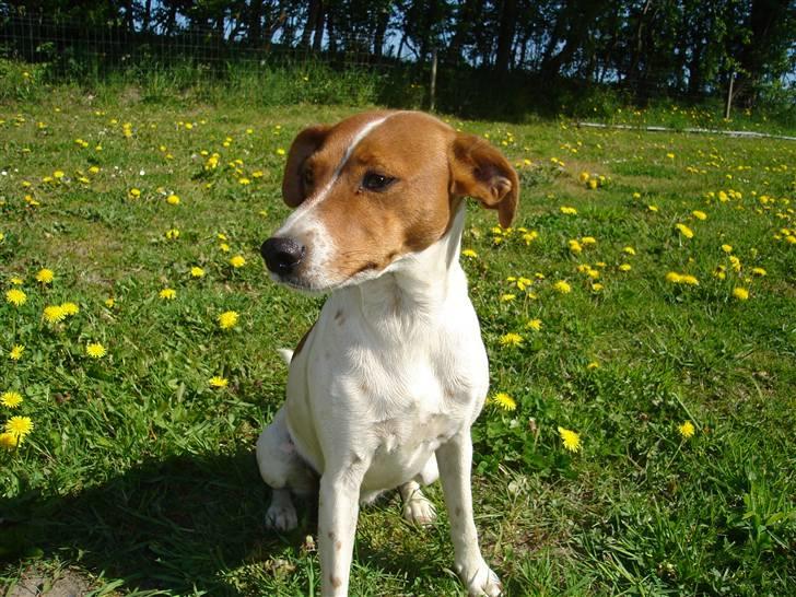 Dansk svensk gaardhund Daisy - Dronning Daisy... :) billede 1