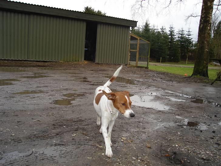 Dansk svensk gaardhund Daisy billede 2