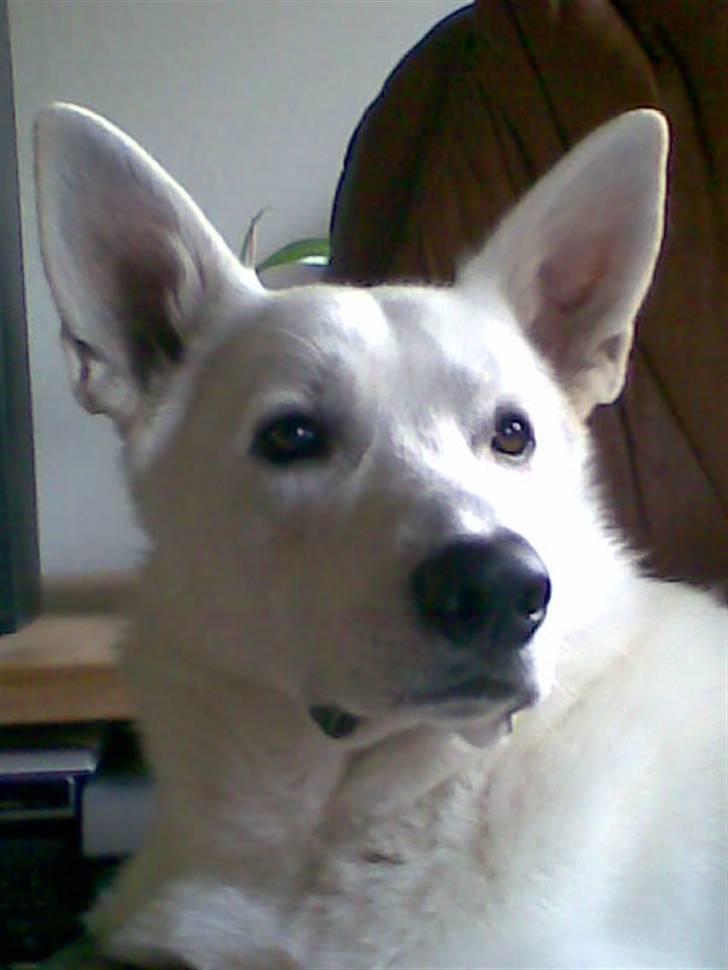 Hvid schæfer Buller - det sidste nye billed af mig billede 10