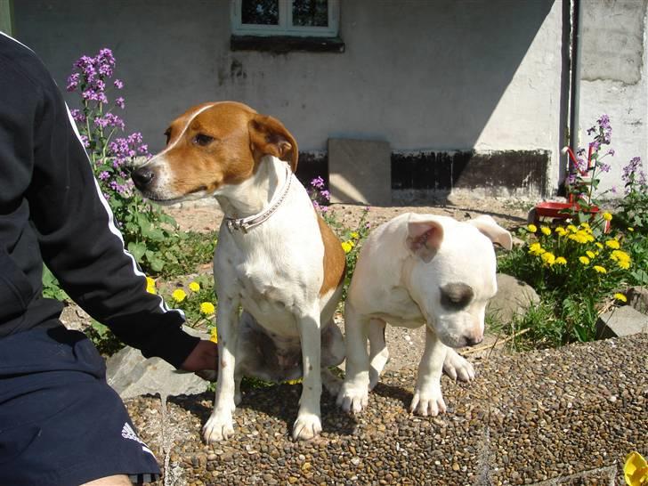 Dansk svensk gaardhund Daisy - Daisy og legekammerat Tessa billede 3