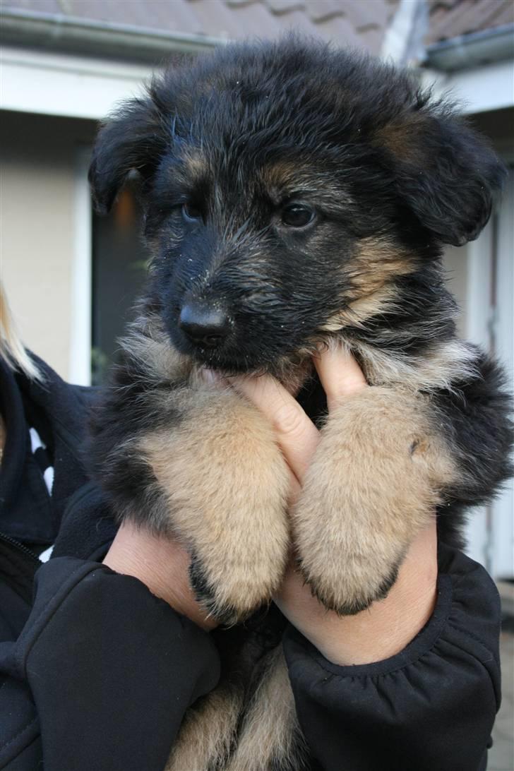 Schæferhund Odin R.I.P. - er jeg ikke nuttet billede 1