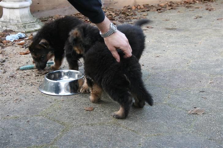 Schæferhund Odin R.I.P. - det er mig og to af min søskene billede 2