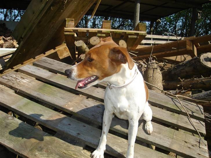 Dansk svensk gaardhund Daisy billede 4