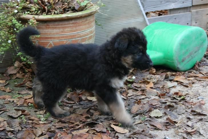 Schæferhund Odin R.I.P. - her er jeg igen. ss billede 3
