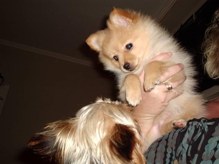 Pomeranian Lady - Hi hi Amigo , jeg sidder bare ved din moar... billede 18