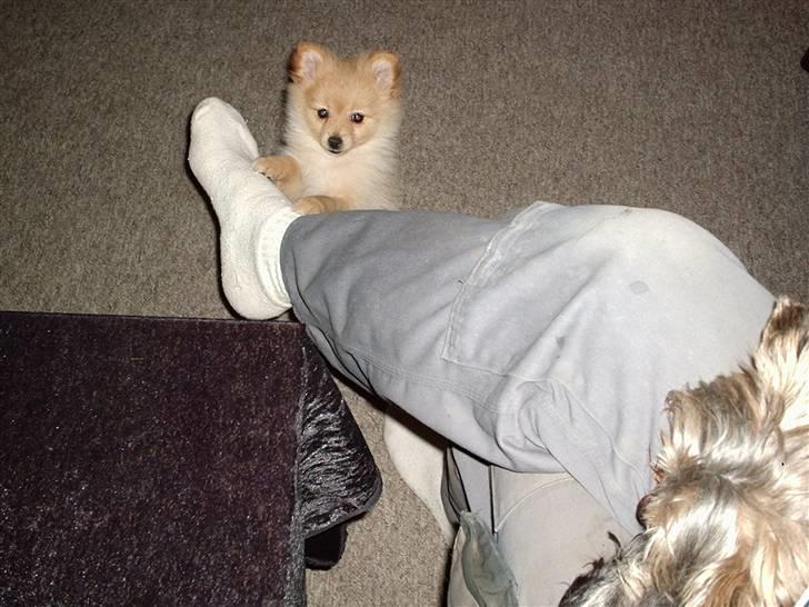 Pomeranian Lady - heeeey ...ta osse mig op!!! billede 19