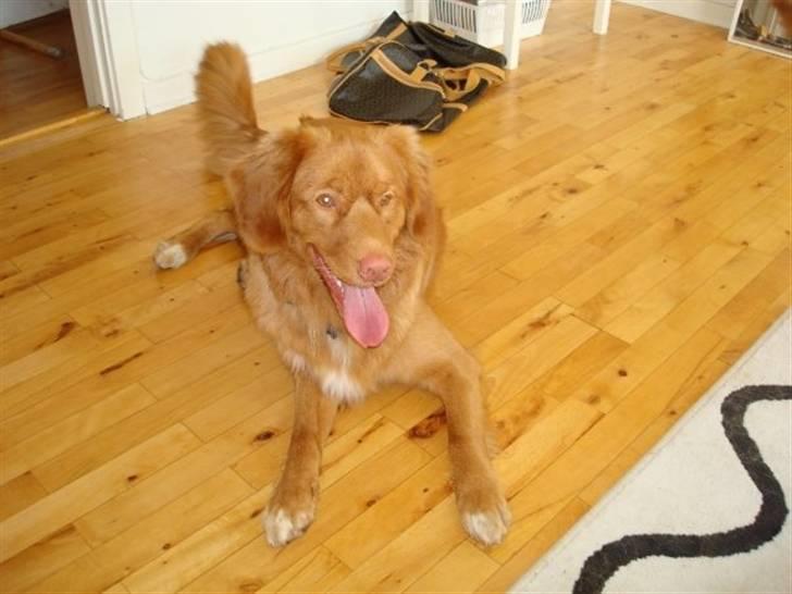 Nova scotia duck tolling retriever Mowgli billede 9