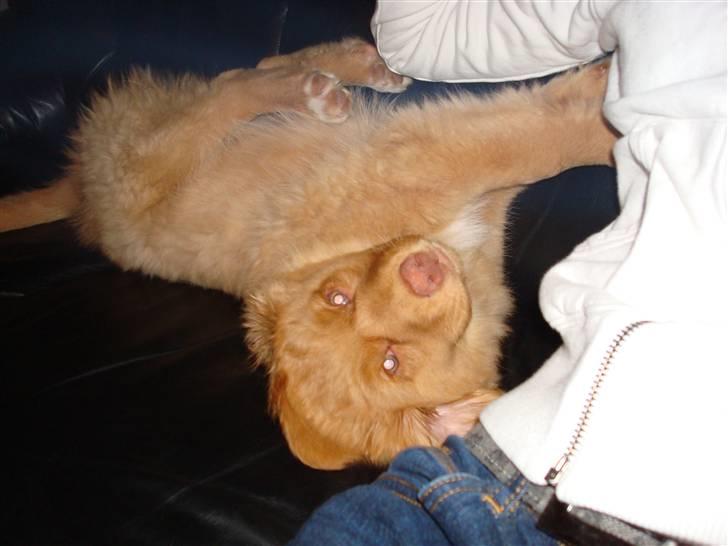 Nova scotia duck tolling retriever Mowgli billede 10