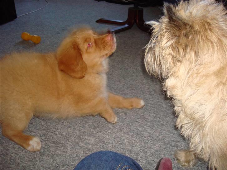 Nova scotia duck tolling retriever Mowgli billede 11