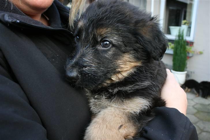 Schæferhund Odin R.I.P. - se er jeg ikke sød billede 4