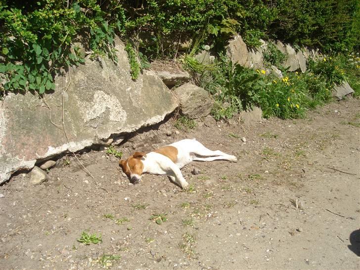 Dansk svensk gaardhund Daisy billede 5