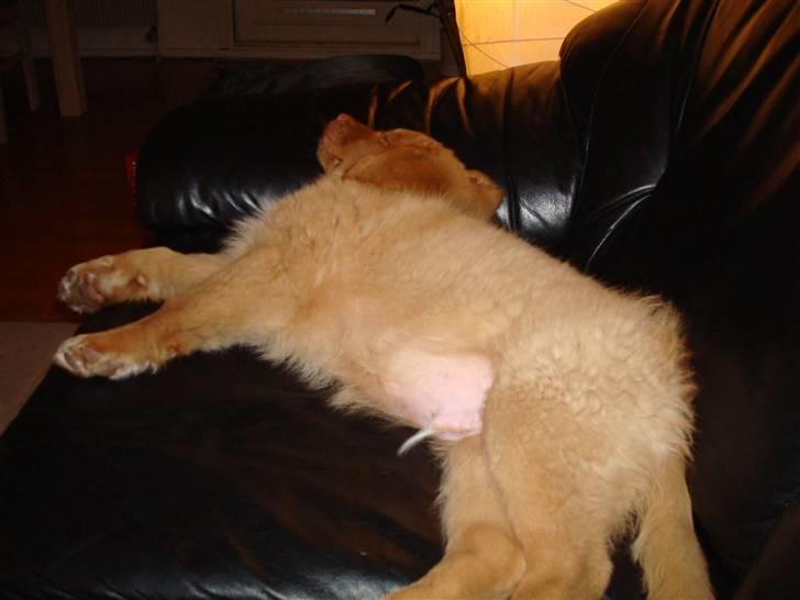 Nova scotia duck tolling retriever Mowgli billede 12