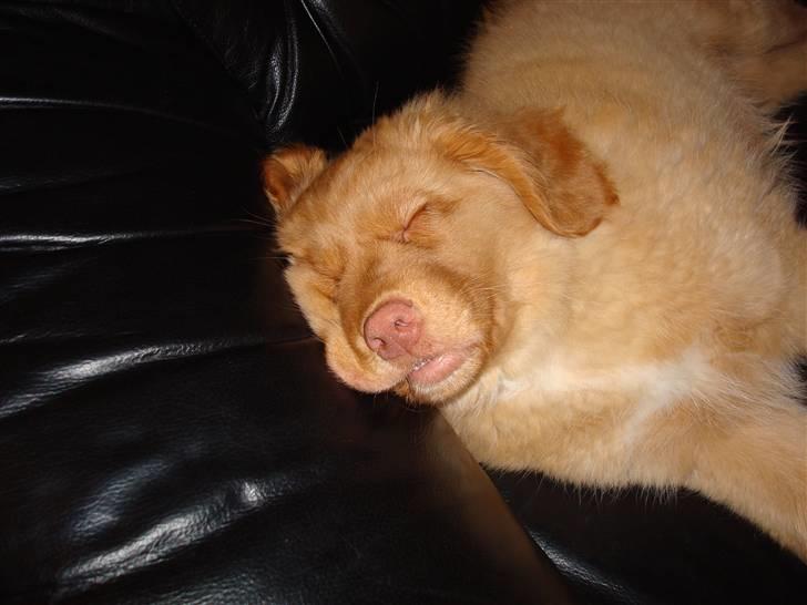 Nova scotia duck tolling retriever Mowgli billede 13