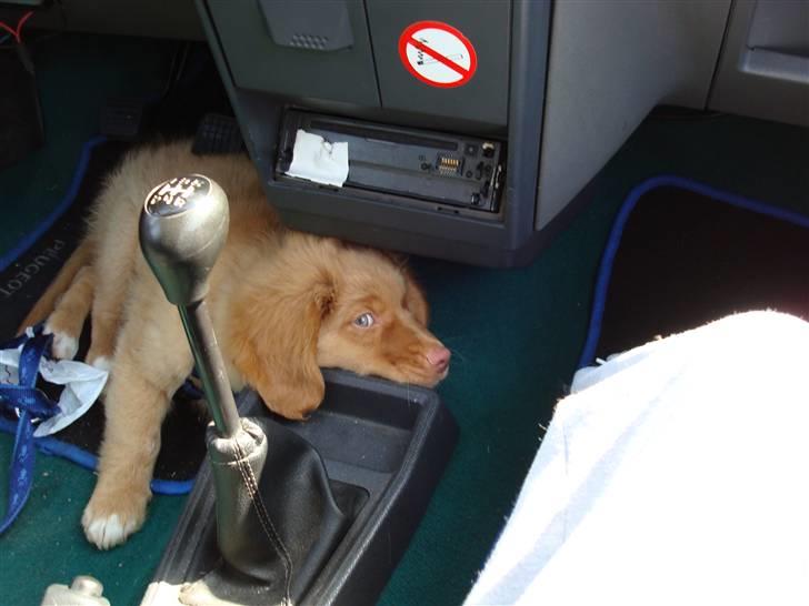 Nova scotia duck tolling retriever Mowgli billede 14