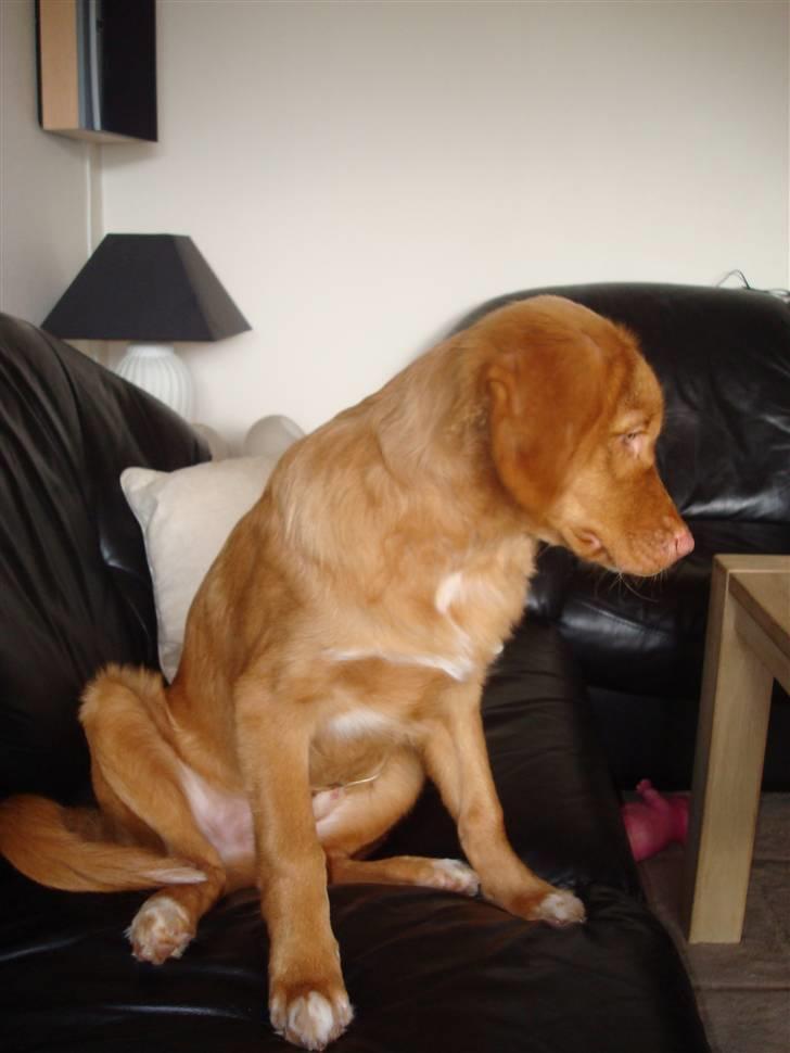 Nova scotia duck tolling retriever Mowgli billede 15