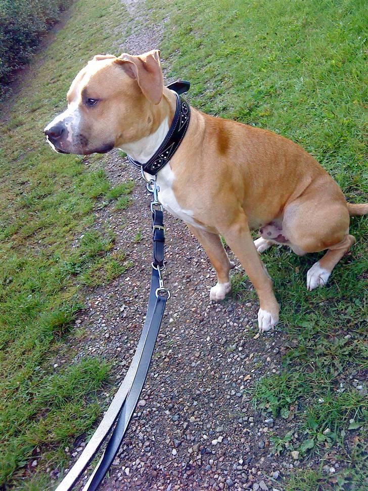 Amerikansk staffordshire terrier Tiesto - Så er jeg blevet et år :) billede 1