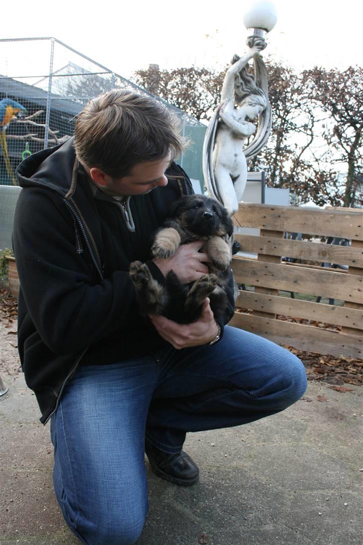 Schæferhund Odin R.I.P. - det er min "far" og mig. billede 5