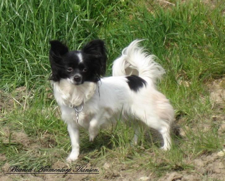 Blanding af racer ZigZag billede 13