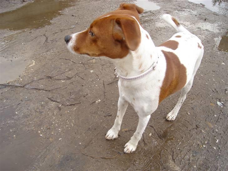 Dansk svensk gaardhund Daisy billede 6
