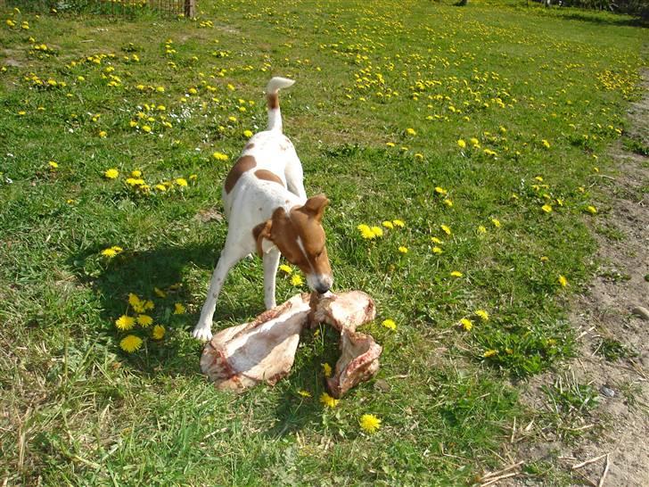Dansk svensk gaardhund Daisy - Stort kødben, lille hund..!? :) billede 7