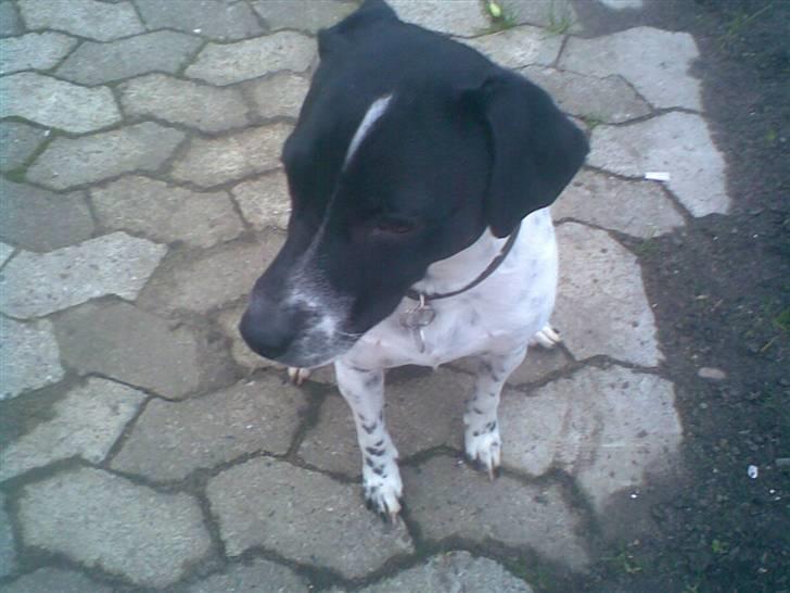 Dansk svensk gaardhund mickey billede 7