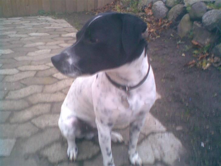 Dansk svensk gaardhund mickey billede 8