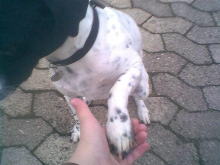 Dansk svensk gaardhund mickey billede 9