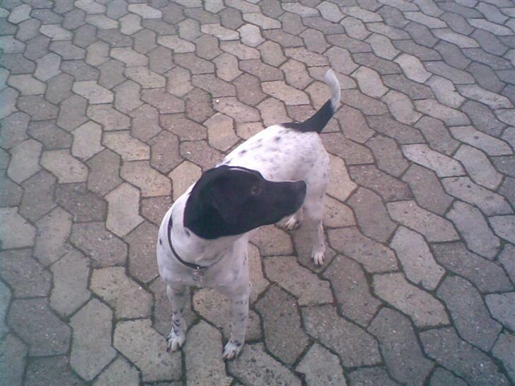 Dansk svensk gaardhund mickey billede 10