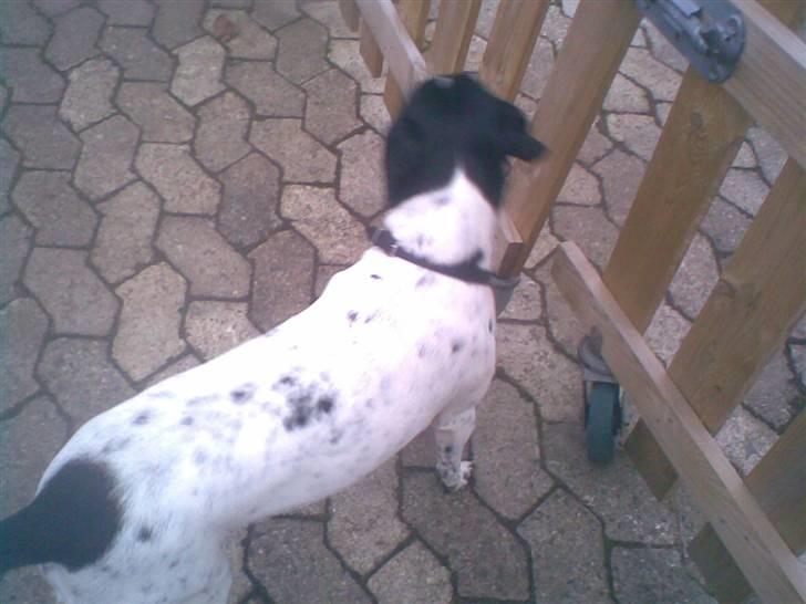 Dansk svensk gaardhund mickey billede 11