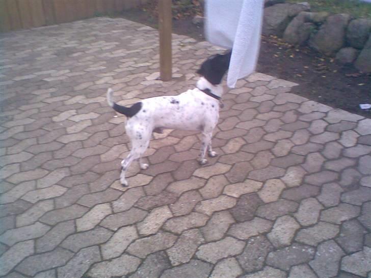 Dansk svensk gaardhund mickey billede 12