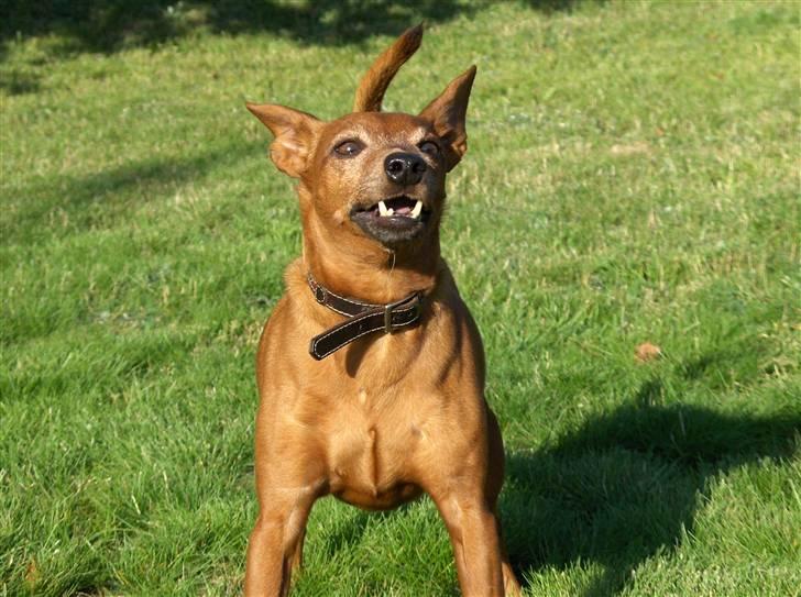 Dvaergpinscher Nalle R.I.P - Velkommen  billede 1
