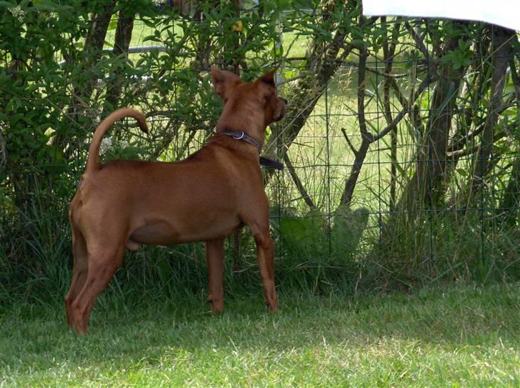 Dvaergpinscher Nalle R.I.P billede 2