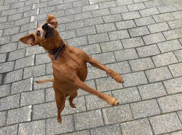 Dvaergpinscher Nalle R.I.P - I belive i can fly..............Men det kunne jeg ikke. billede 3
