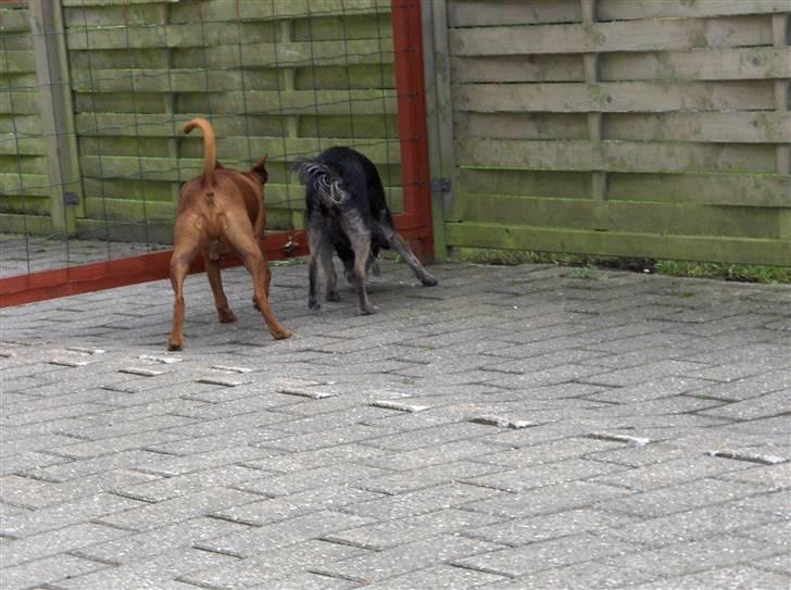 Dvaergpinscher Nalle R.I.P - Hvad sagde du der var her? billede 4