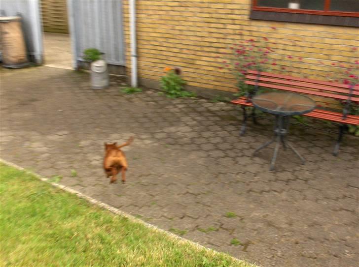 Dvaergpinscher Nalle R.I.P billede 5