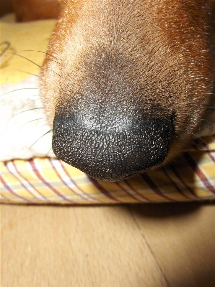 Dvaergpinscher Nalle R.I.P billede 6