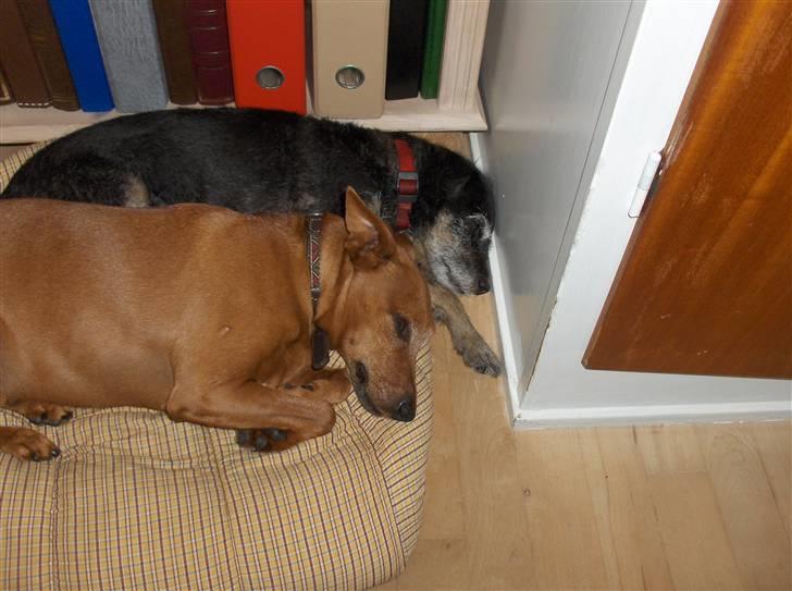 Dvaergpinscher Nalle R.I.P billede 7