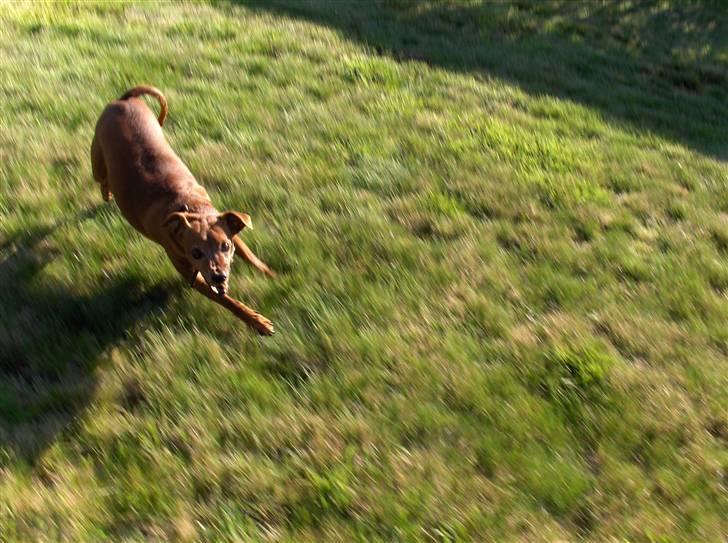 Dvaergpinscher Nalle R.I.P - Nu tager jeg dig! billede 8