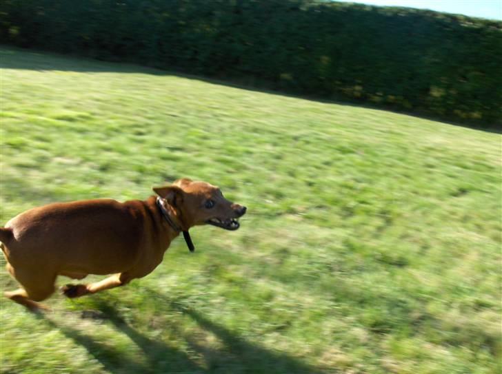 Dvaergpinscher Nalle R.I.P - HAHA lol du tror nok du kan fange mig men tro om igen! billede 9