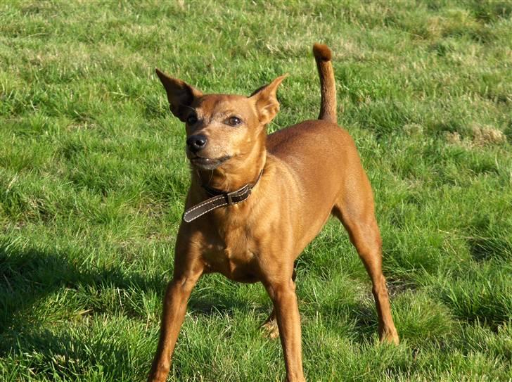 Dvaergpinscher Nalle R.I.P billede 10