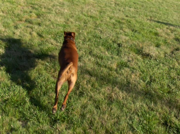 Dvaergpinscher Nalle R.I.P billede 11