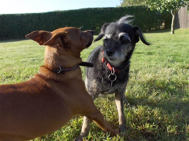 Dvaergpinscher Nalle R.I.P - Mig med min tidligere makker som er død nu :´( billede 12