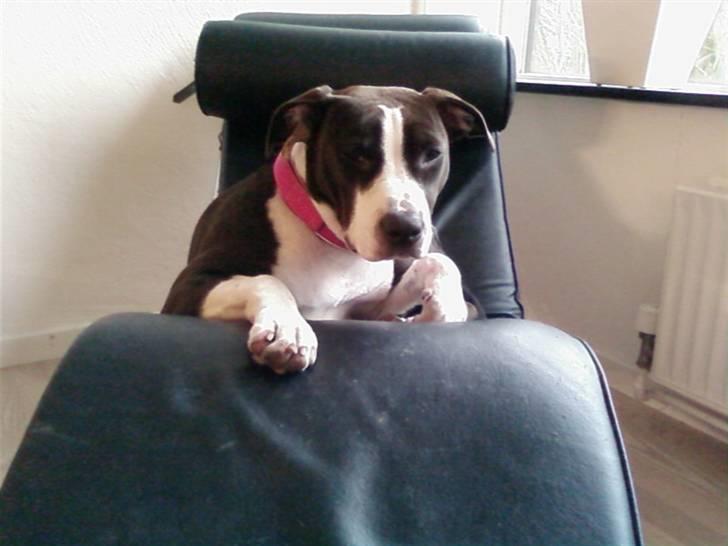 Amerikansk staffordshire terrier Versatus Chanel billede 12